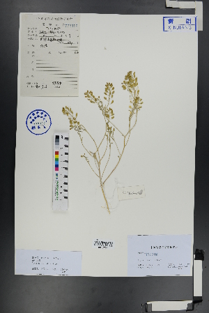  (Alyssum linifolium - Ge00765)  @11 [ ] CreativeCommons  Attribution Non-Commercial Share-Alike  Unspecified Herbarium of South China Botanical Garden