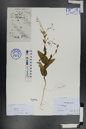  ( - Ge00773)  @11 [ ] CreativeCommons  Attribution Non-Commercial Share-Alike  Unspecified Herbarium of South China Botanical Garden