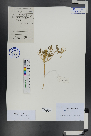  (Astragalus arpilobus - Ge00779)  @11 [ ] CreativeCommons  Attribution Non-Commercial Share-Alike  Unspecified Herbarium of South China Botanical Garden