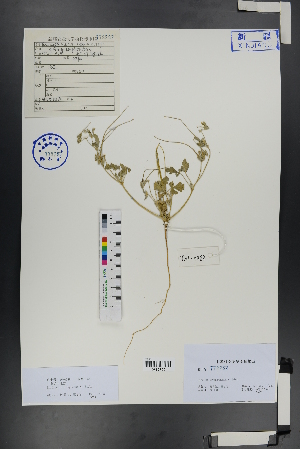  (Erodium oxyrhinchum - Ge00787)  @11 [ ] CreativeCommons  Attribution Non-Commercial Share-Alike  Unspecified Herbarium of South China Botanical Garden