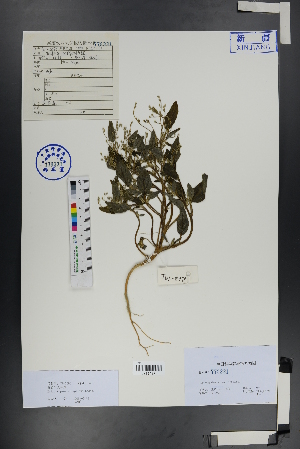  ( - Ge00789)  @11 [ ] CreativeCommons  Attribution Non-Commercial Share-Alike  Unspecified Herbarium of South China Botanical Garden