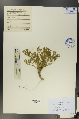  (Zygophyllum melongena - Ge00790)  @11 [ ] CreativeCommons  Attribution Non-Commercial Share-Alike  Unspecified Herbarium of South China Botanical Garden