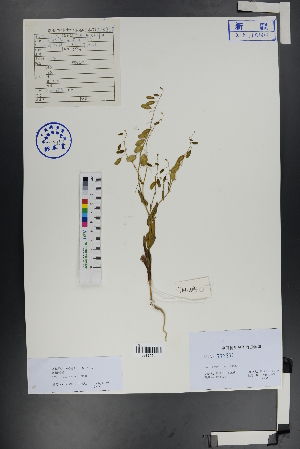  ( - Ge00792)  @11 [ ] CreativeCommons  Attribution Non-Commercial Share-Alike  Unspecified Herbarium of South China Botanical Garden