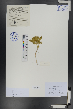  ( - Ge00816)  @11 [ ] CreativeCommons  Attribution Non-Commercial Share-Alike  Unspecified Herbarium of South China Botanical Garden