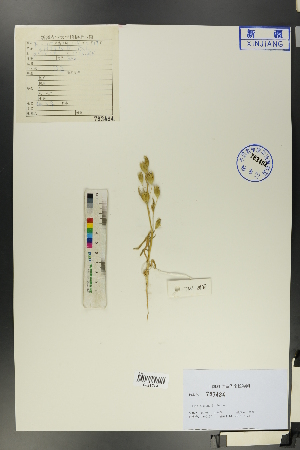  (Silene nutans - Ge00826)  @11 [ ] CreativeCommons  Attribution Non-Commercial Share-Alike  Unspecified Herbarium of South China Botanical Garden