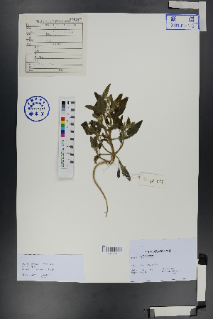  ( - Ge00828)  @11 [ ] CreativeCommons  Attribution Non-Commercial Share-Alike  Unspecified Herbarium of South China Botanical Garden