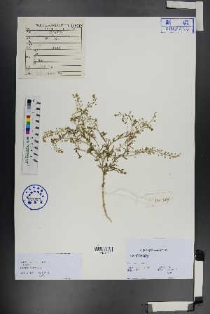  ( - Ge00843)  @11 [ ] CreativeCommons  Attribution Non-Commercial Share-Alike  Unspecified Herbarium of South China Botanical Garden