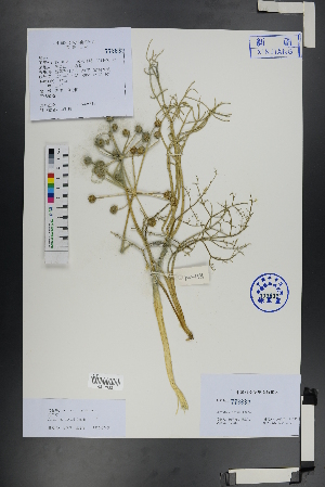  ( - Ge00847)  @11 [ ] CreativeCommons  Attribution Non-Commercial Share-Alike  Unspecified Herbarium of South China Botanical Garden