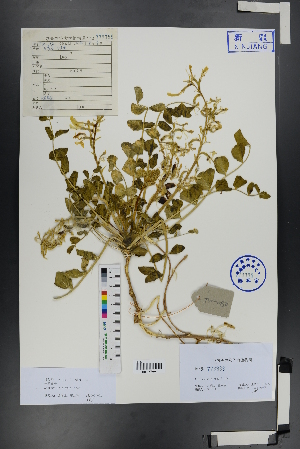  (Astragalus flexus - Ge00849)  @11 [ ] CreativeCommons  Attribution Non-Commercial Share-Alike  Unspecified Herbarium of South China Botanical Garden