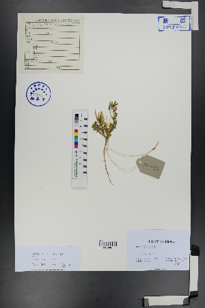  ( - Ge00851)  @11 [ ] CreativeCommons  Attribution Non-Commercial Share-Alike  Unspecified Herbarium of South China Botanical Garden
