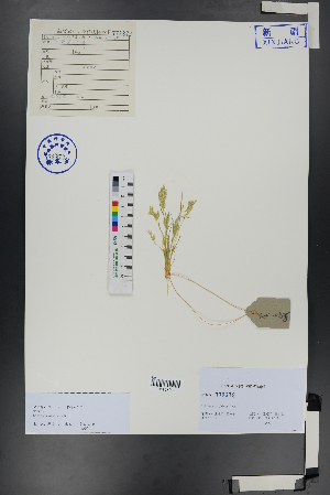  ( - Ge00854)  @11 [ ] CreativeCommons  Attribution Non-Commercial Share-Alike  Unspecified Herbarium of South China Botanical Garden