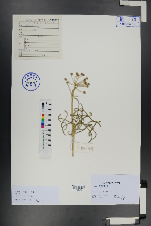  ( - Ge00866)  @11 [ ] CreativeCommons  Attribution Non-Commercial Share-Alike  Unspecified Herbarium of South China Botanical Garden