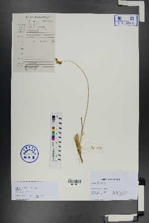  ( - Ge00876)  @11 [ ] CreativeCommons  Attribution Non-Commercial Share-Alike  Unspecified Herbarium of South China Botanical Garden
