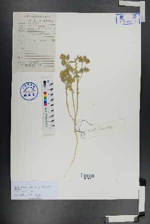  ( - Ge00880)  @11 [ ] CreativeCommons  Attribution Non-Commercial Share-Alike  Unspecified Herbarium of South China Botanical Garden