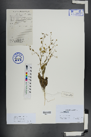  ( - Ge00881)  @11 [ ] CreativeCommons  Attribution Non-Commercial Share-Alike  Unspecified Herbarium of South China Botanical Garden