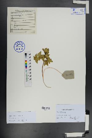 ( - Ge00886)  @11 [ ] CreativeCommons  Attribution Non-Commercial Share-Alike  Unspecified Herbarium of South China Botanical Garden