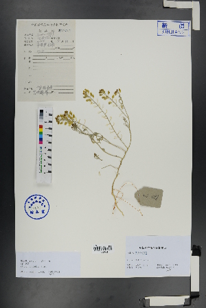  ( - Ge00888)  @11 [ ] CreativeCommons  Attribution Non-Commercial Share-Alike  Unspecified Herbarium of South China Botanical Garden