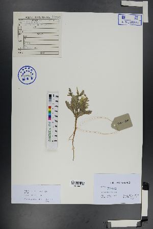  ( - Ge00897)  @11 [ ] CreativeCommons  Attribution Non-Commercial Share-Alike  Unspecified Herbarium of South China Botanical Garden