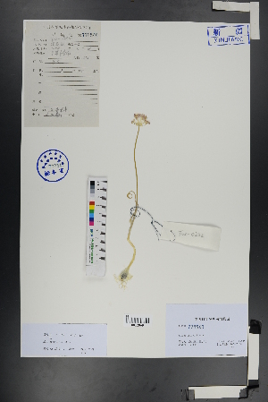  ( - Ge00899)  @11 [ ] CreativeCommons  Attribution Non-Commercial Share-Alike  Unspecified Herbarium of South China Botanical Garden