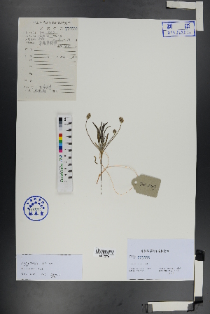  ( - Ge00900)  @11 [ ] CreativeCommons  Attribution Non-Commercial Share-Alike  Unspecified Herbarium of South China Botanical Garden