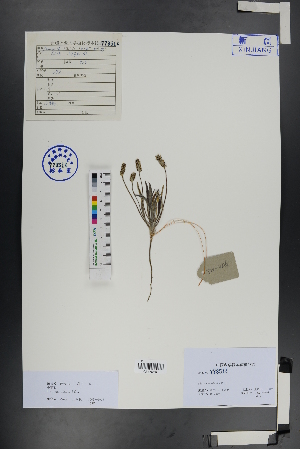  ( - Ge00910)  @11 [ ] CreativeCommons  Attribution Non-Commercial Share-Alike  Unspecified Herbarium of South China Botanical Garden