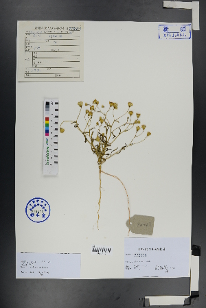  (Senecio subdentatus - Ge00911)  @11 [ ] CreativeCommons  Attribution Non-Commercial Share-Alike  Unspecified Herbarium of South China Botanical Garden