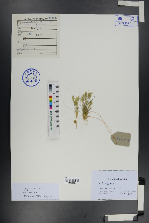  ( - Ge00918)  @11 [ ] CreativeCommons  Attribution Non-Commercial Share-Alike  Unspecified Herbarium of South China Botanical Garden
