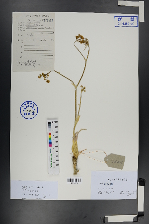  ( - Ge00920)  @11 [ ] CreativeCommons  Attribution Non-Commercial Share-Alike  Unspecified Herbarium of South China Botanical Garden