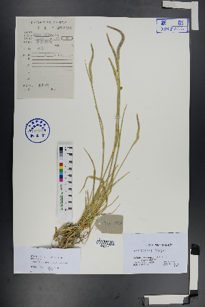  (Hordeum brevisubulatum - Ge00944)  @11 [ ] CreativeCommons  Attribution Non-Commercial Share-Alike  Unspecified Herbarium of South China Botanical Garden
