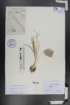  (Allium pallasii - Ge00953)  @11 [ ] CreativeCommons  Attribution Non-Commercial Share-Alike  Unspecified Herbarium of South China Botanical Garden