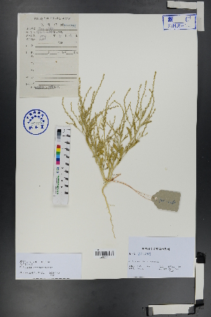 (Corispermum lehmannianum - Ge00954)  @11 [ ] CreativeCommons  Attribution Non-Commercial Share-Alike  Unspecified Herbarium of South China Botanical Garden