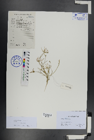  (Koelpinia - Ge00961)  @11 [ ] CreativeCommons  Attribution Non-Commercial Share-Alike  Unspecified Herbarium of South China Botanical Garden