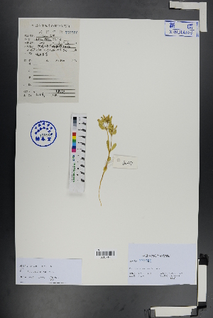  ( - Ge00964)  @11 [ ] CreativeCommons  Attribution Non-Commercial Share-Alike  Unspecified Herbarium of South China Botanical Garden