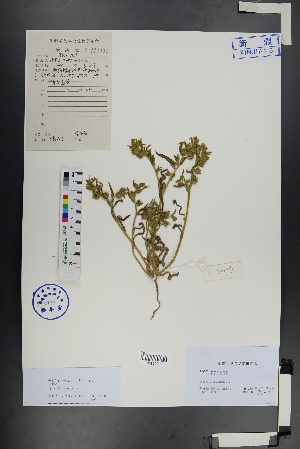  (Anchusa arvensis - Ge00965)  @11 [ ] CreativeCommons  Attribution Non-Commercial Share-Alike  Unspecified Herbarium of South China Botanical Garden