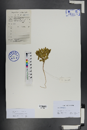 ( - Ge00967)  @11 [ ] CreativeCommons  Attribution Non-Commercial Share-Alike  Unspecified Herbarium of South China Botanical Garden
