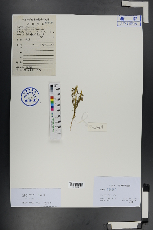  ( - Ge00971)  @11 [ ] CreativeCommons  Attribution Non-Commercial Share-Alike  Unspecified Herbarium of South China Botanical Garden