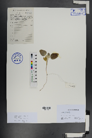  ( - Ge00973)  @11 [ ] CreativeCommons  Attribution Non-Commercial Share-Alike  Unspecified Herbarium of South China Botanical Garden