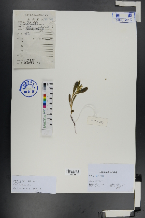  (Arnebia - Ge00978)  @11 [ ] CreativeCommons  Attribution Non-Commercial Share-Alike  Unspecified Herbarium of South China Botanical Garden