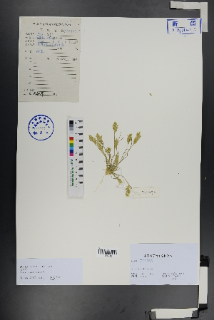  ( - Ge00986)  @11 [ ] CreativeCommons  Attribution Non-Commercial Share-Alike  Unspecified Herbarium of South China Botanical Garden