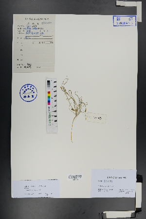  ( - Ge00989)  @11 [ ] CreativeCommons  Attribution Non-Commercial Share-Alike  Unspecified Herbarium of South China Botanical Garden