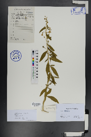  ( - Ge01003)  @11 [ ] CreativeCommons  Attribution Non-Commercial Share-Alike  Unspecified Herbarium of South China Botanical Garden
