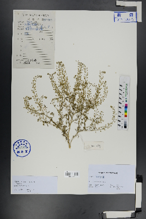  ( - Ge01008)  @11 [ ] CreativeCommons  Attribution Non-Commercial Share-Alike  Unspecified Herbarium of South China Botanical Garden