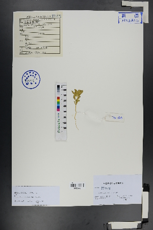  ( - Ge01026)  @11 [ ] CreativeCommons  Attribution Non-Commercial Share-Alike  Unspecified Herbarium of South China Botanical Garden