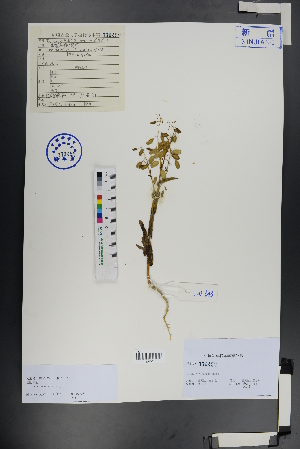  ( - Ge01037)  @11 [ ] CreativeCommons  Attribution Non-Commercial Share-Alike  Unspecified Herbarium of South China Botanical Garden
