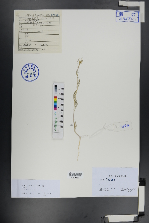  ( - Ge01038)  @11 [ ] CreativeCommons  Attribution Non-Commercial Share-Alike  Unspecified Herbarium of South China Botanical Garden