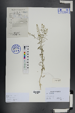  ( - Ge01045)  @11 [ ] CreativeCommons  Attribution Non-Commercial Share-Alike  Unspecified Herbarium of South China Botanical Garden