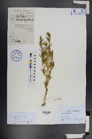  ( - Ge01053)  @11 [ ] CreativeCommons  Attribution Non-Commercial Share-Alike  Unspecified Herbarium of South China Botanical Garden