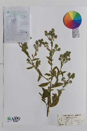 ( - Ge01605)  @11 [ ] CreativeCommons  Attribution Non-Commercial Share-Alike  Unspecified Herbarium of Xinjiang Institute of ecology and geography Chinese Academy of Sciences