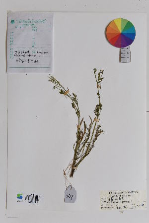  ( - Ge01623)  @11 [ ] CreativeCommons  Attribution Non-Commercial Share-Alike  Unspecified Herbarium of Xinjiang Institute of ecology and geography Chinese Academy of Sciences