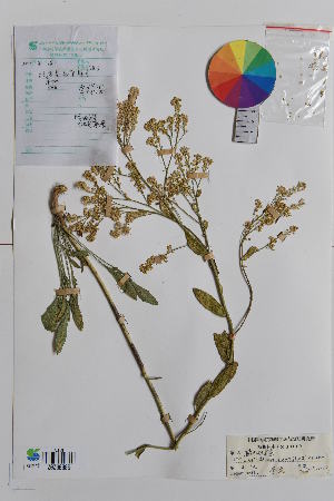  ( - Ge01624)  @11 [ ] CreativeCommons  Attribution Non-Commercial Share-Alike  Unspecified Herbarium of Xinjiang Institute of ecology and geography Chinese Academy of Sciences